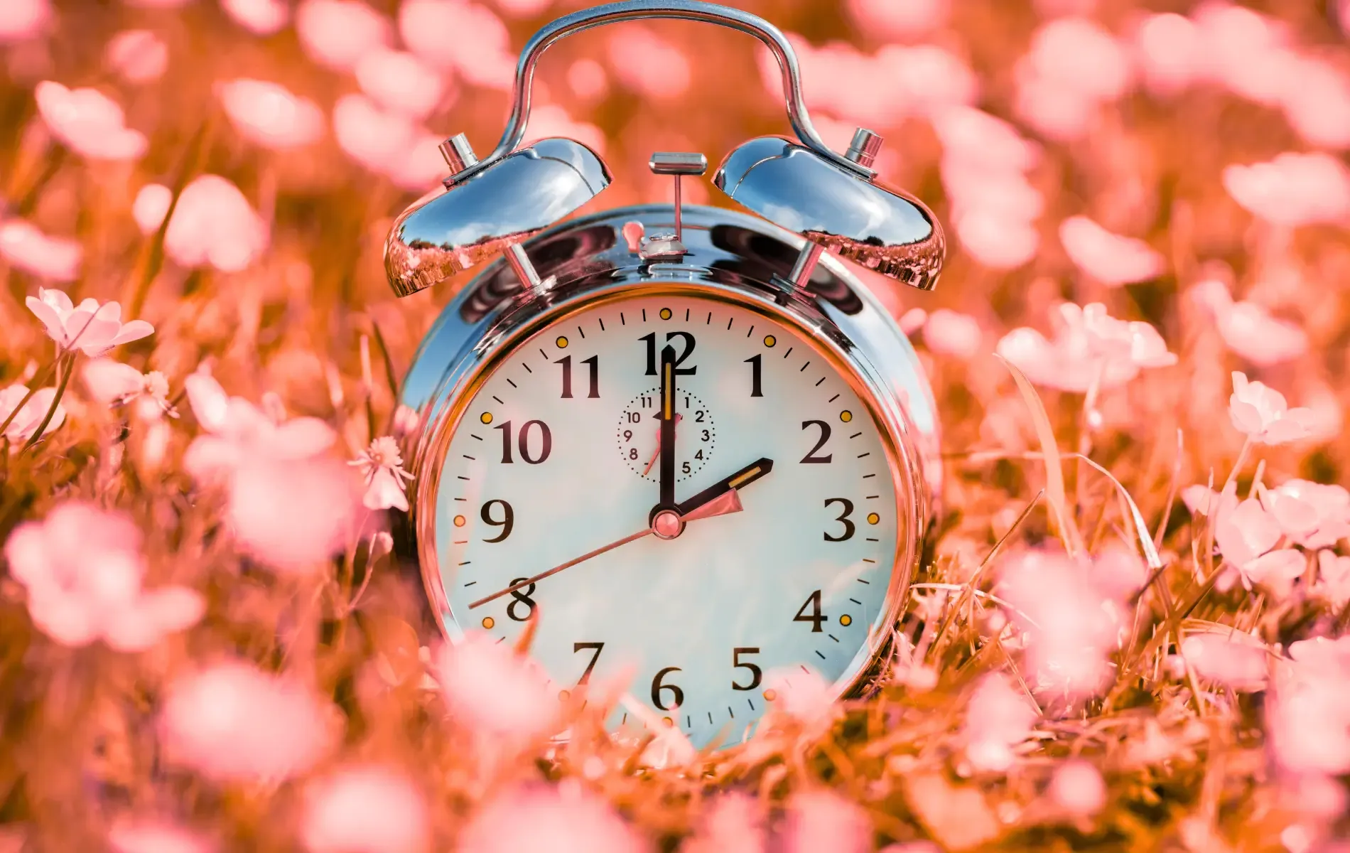A silver alarm clock sits in a field of pink flowers.