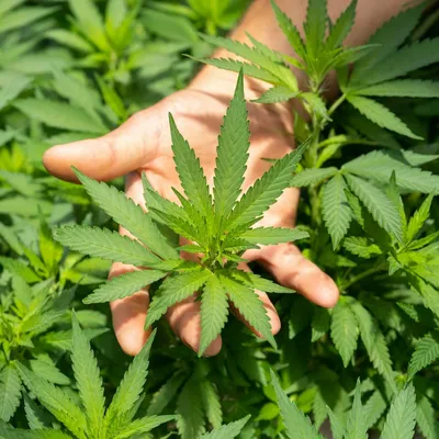 Hand holding a cannabis leaf among dense plants.